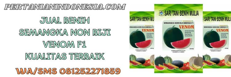 semangka non biji,semangka venom,sari tani benih mulia,petani,pertanian indonesia
